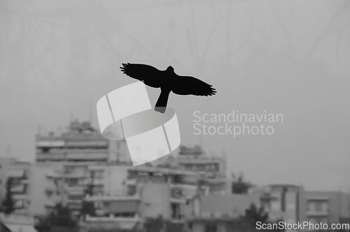 Image of black bird flying over moody city sky