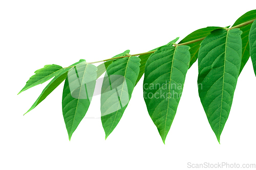 Image of tree branch green leaves