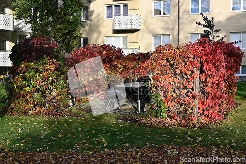 Image of a place for a barbecue in the yard behind a green hedge