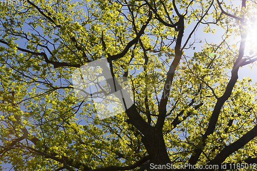 Image of crown of oak