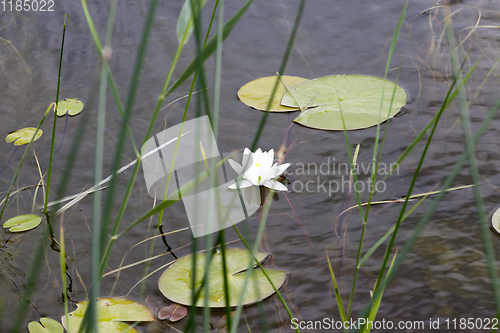 Image of beautiful white flowers