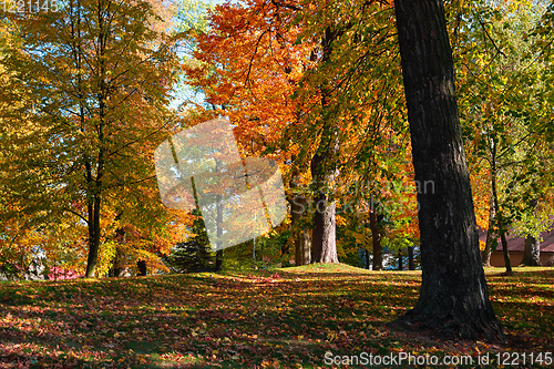 Image of autumn in park in fall season