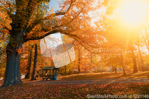 Image of autumn in park in fall season