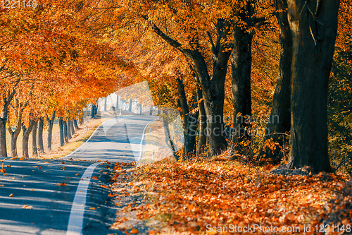 Image of beautiful trees on alley in autumn