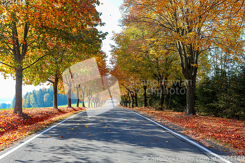 Image of beautiful trees on alley in autumn