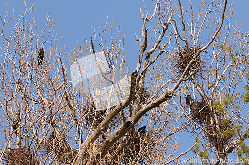 Image of crows colony up in the trees