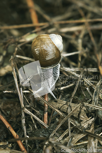 Image of garden snail close up