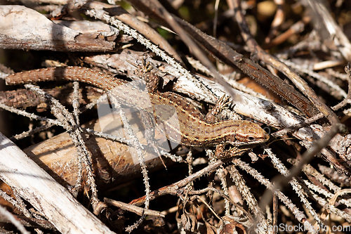 Image of Lacerta vivipara basking in natural habitat