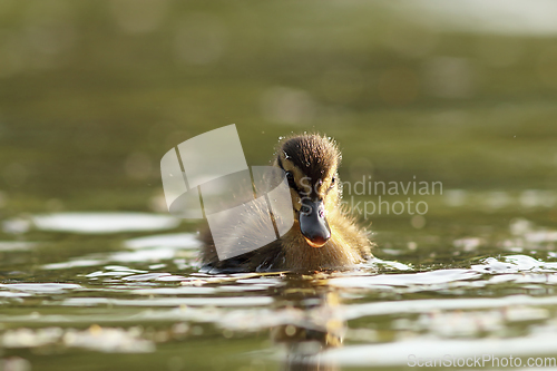 Image of mallard duckling on water