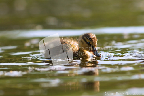 Image of mallard duckling on water