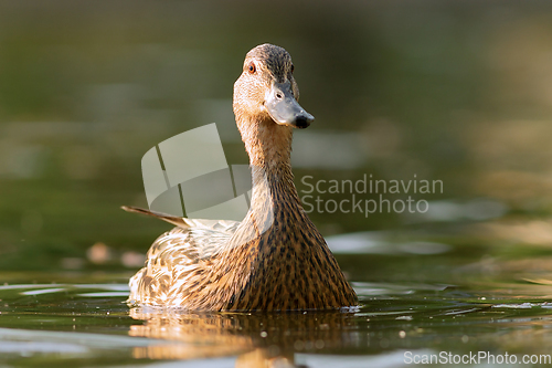 Image of mallard hen on pond