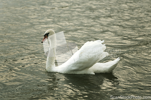 Image of mute swan on water closeup