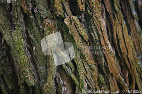 Image of Bark Tree texture in nature