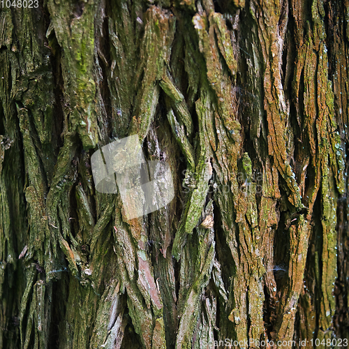 Image of Bark Tree texture in nature