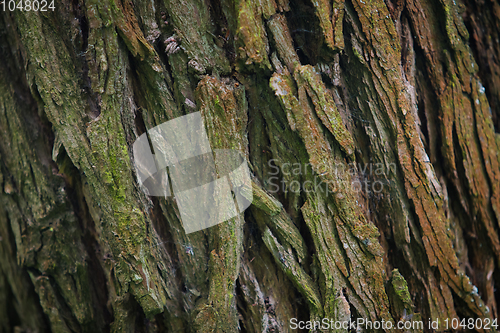 Image of Bark Tree texture in nature