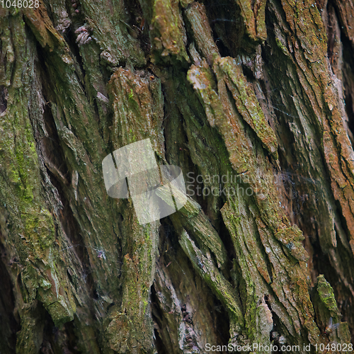 Image of Bark Tree texture in nature