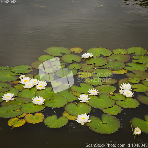 Image of The white lotus flower on green leaf background