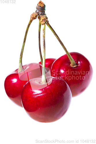 Image of Four organic sweet cherries isolated on a white background