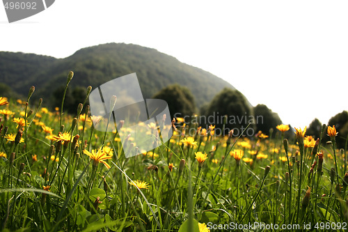 Image of Flowers landscape