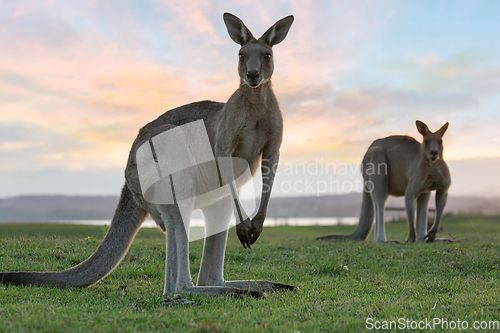 Image of Eastern grey kangaroos in the dusk light