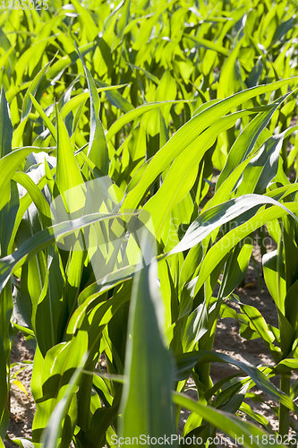 Image of fresh green corn foliage