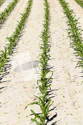Image of rows of green corn