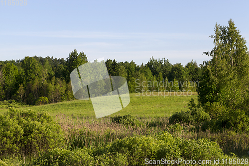 Image of mixed forest and trees