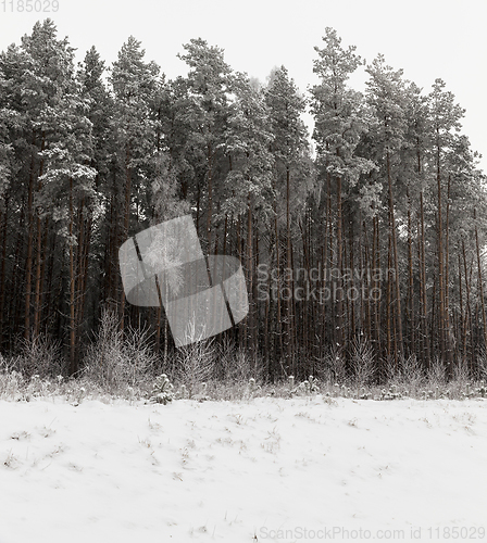 Image of Snow drifts in winter