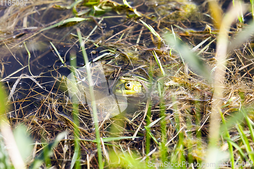 Image of green frog floating in the water