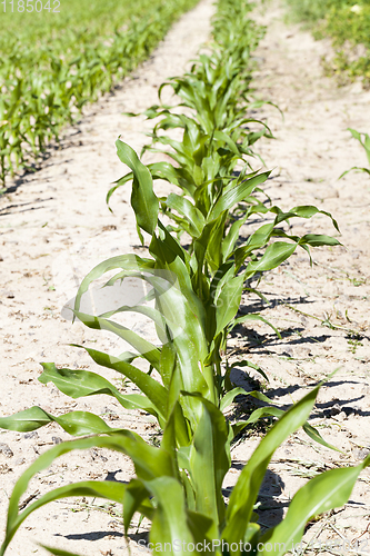 Image of rows of green corn