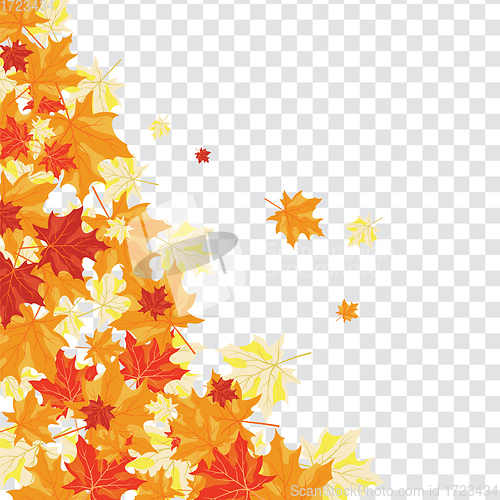 Image of Maple leaves on transparency grid