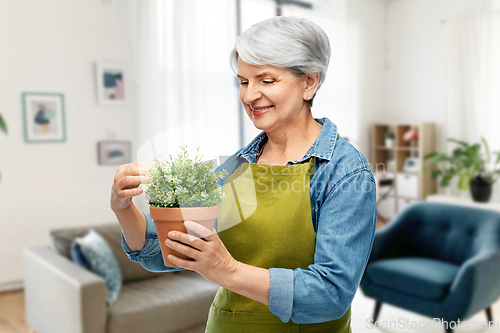 Image of smiling senior woman in garden apron with flower