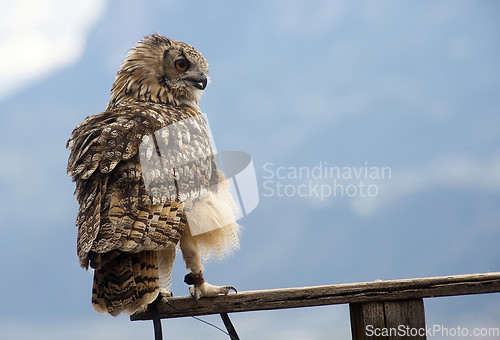 Image of Eurasian eagle-owl (Bubo bubo)