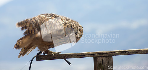 Image of Eurasian eagle-owl (Bubo bubo)