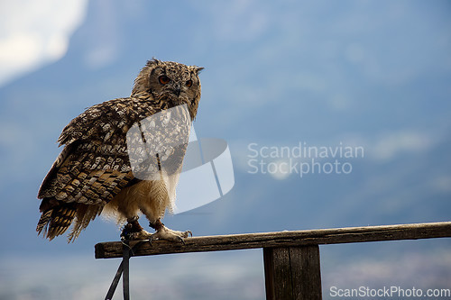 Image of Eurasian eagle-owl (Bubo bubo)