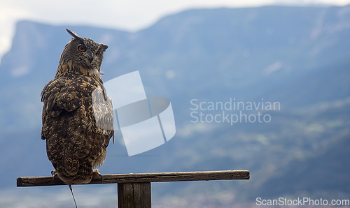 Image of Eurasian eagle-owl (Bubo bubo)