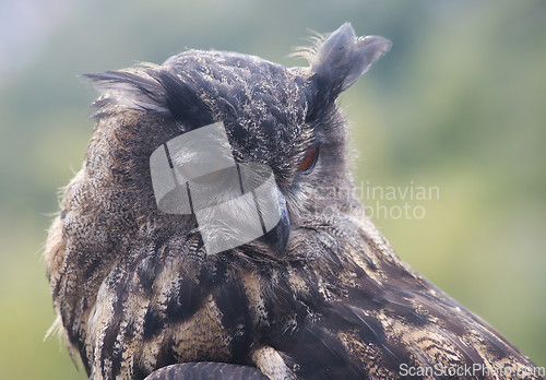 Image of Eurasian eagle-owl (Bubo bubo)