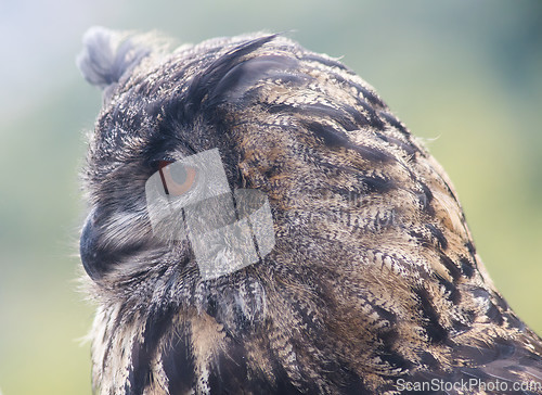 Image of Eurasian eagle-owl (Bubo bubo)