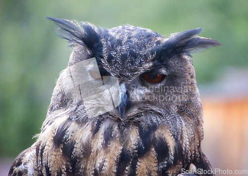 Image of Eurasian eagle-owl (Bubo bubo)