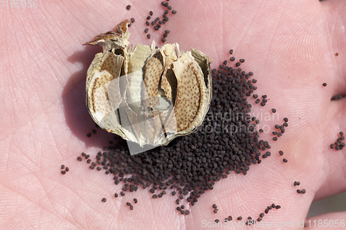 Image of black ripe dry poppy seeds