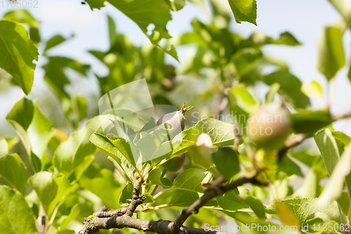 Image of young sour apples