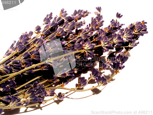 Image of lavender