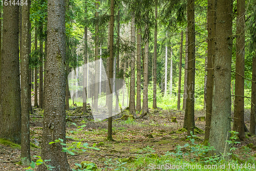 Image of idyllic forest scenery