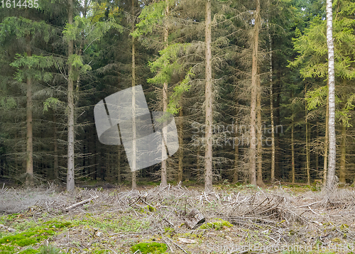 Image of edge of a wood