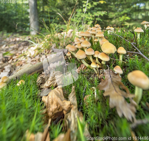 Image of lots of mushrooms