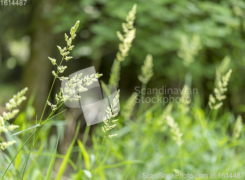 Image of grass ear closeup