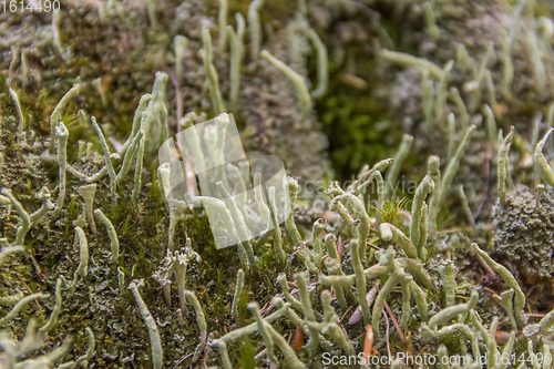 Image of lichen vegetation closeup