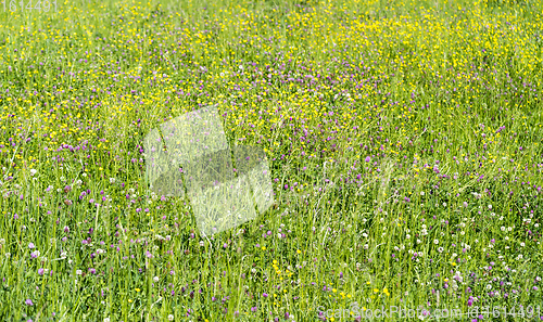 Image of wildflowers at spring time