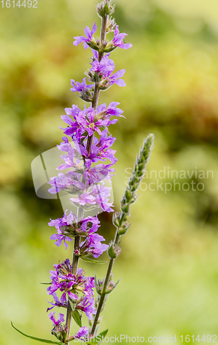 Image of violet flower closeup