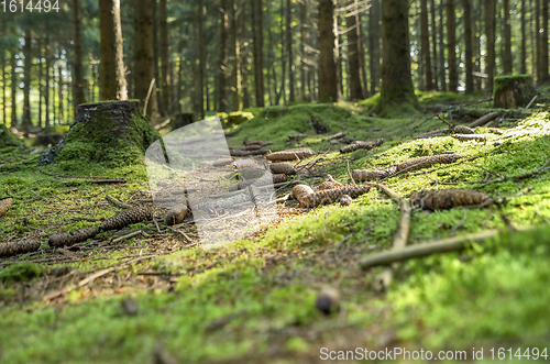 Image of sunny forest scenery